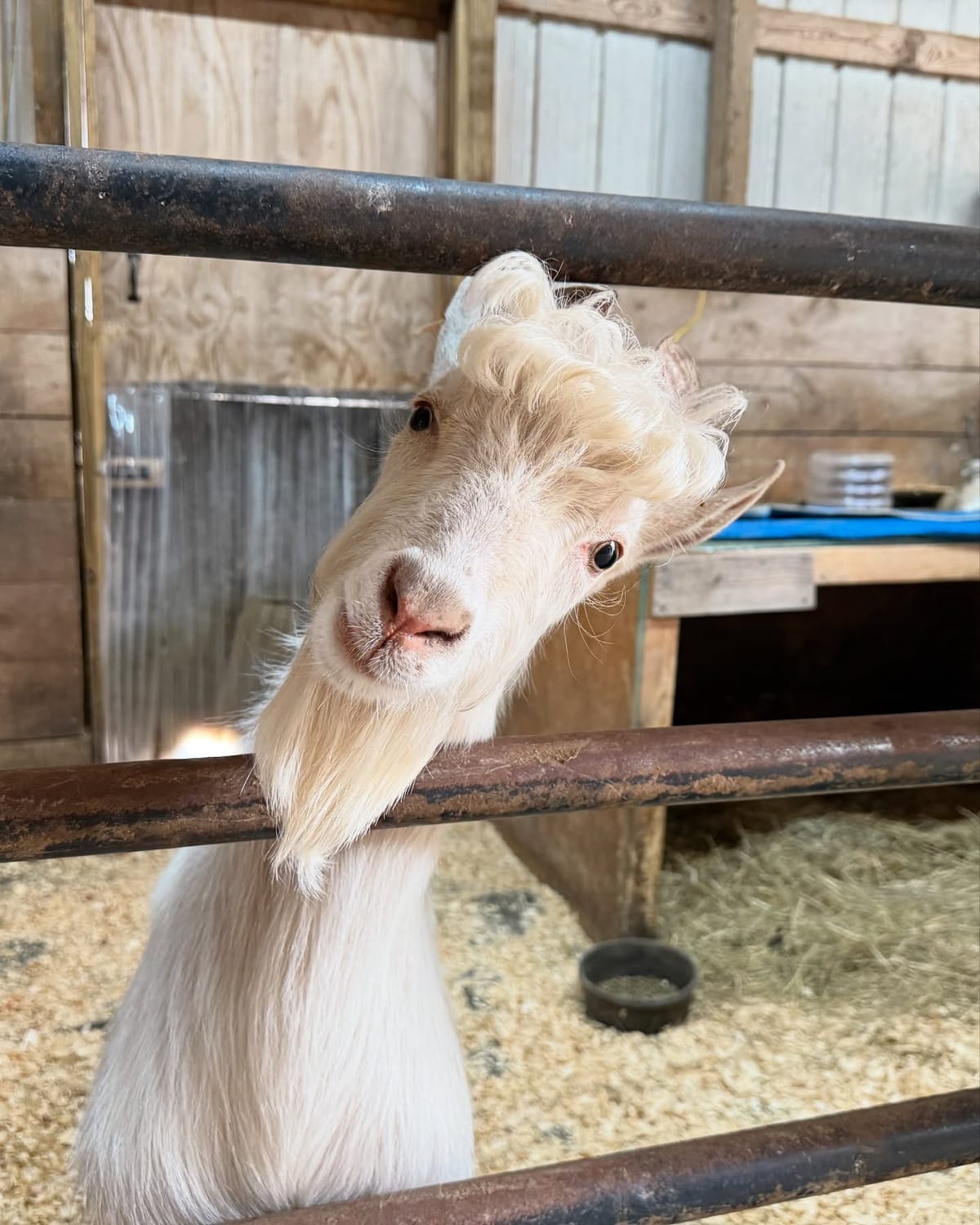 The Brief but Epic Saga of Corchado the Goat