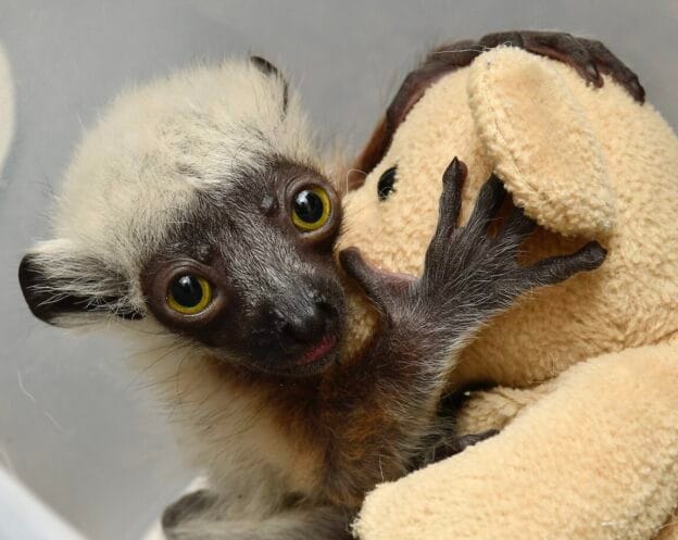 New Baby Lemur Joins Duke Center Family