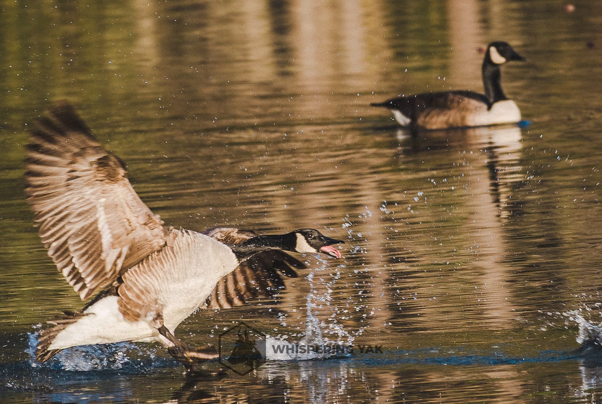 [Durham Visions] So You Got a Camera - Now What?