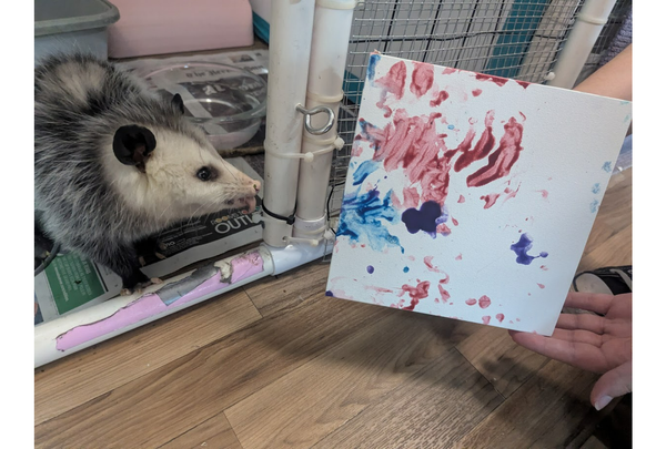 End Drawing Near for Wildlife Center Auction